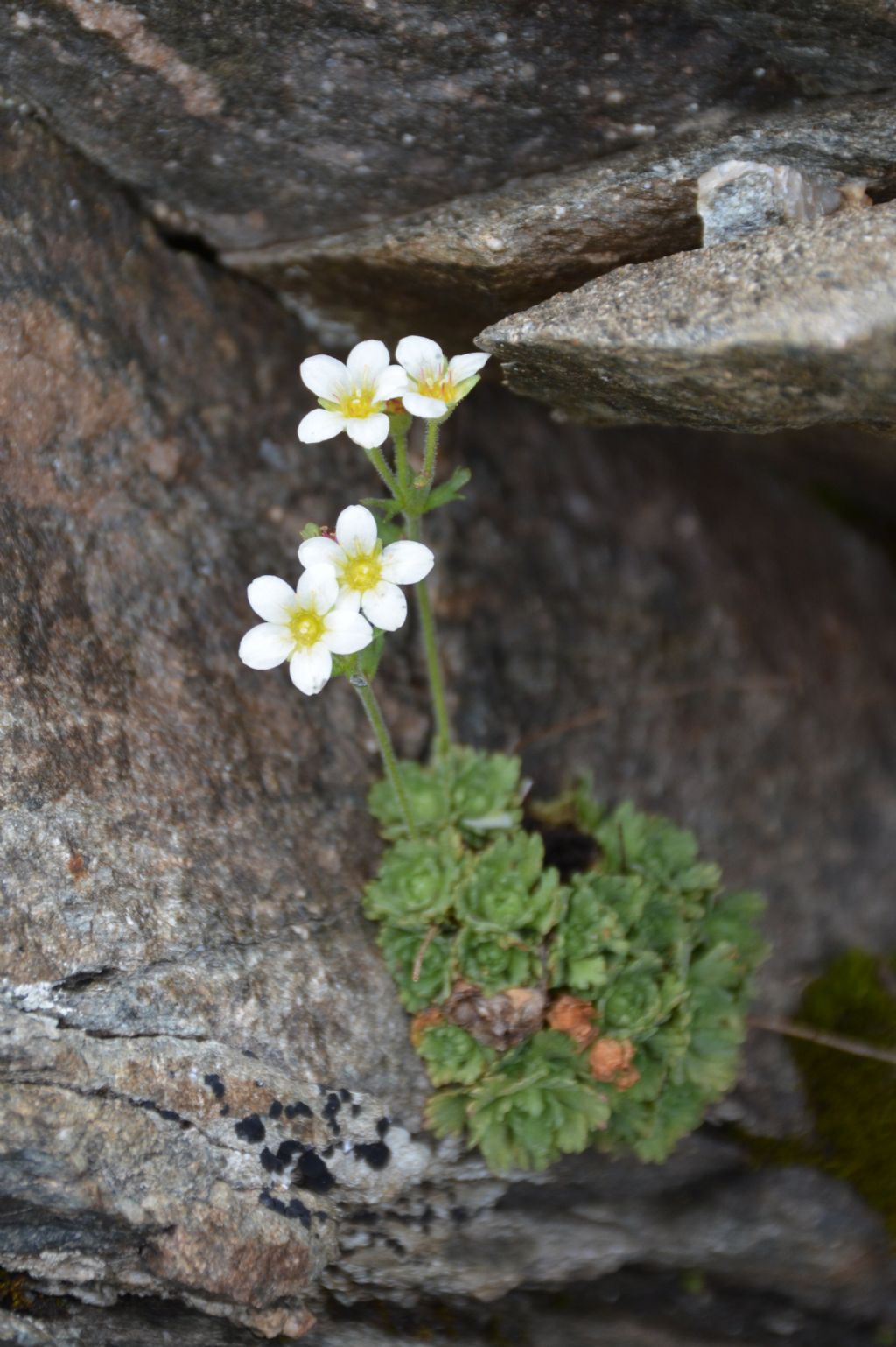 Saxifraga exarata